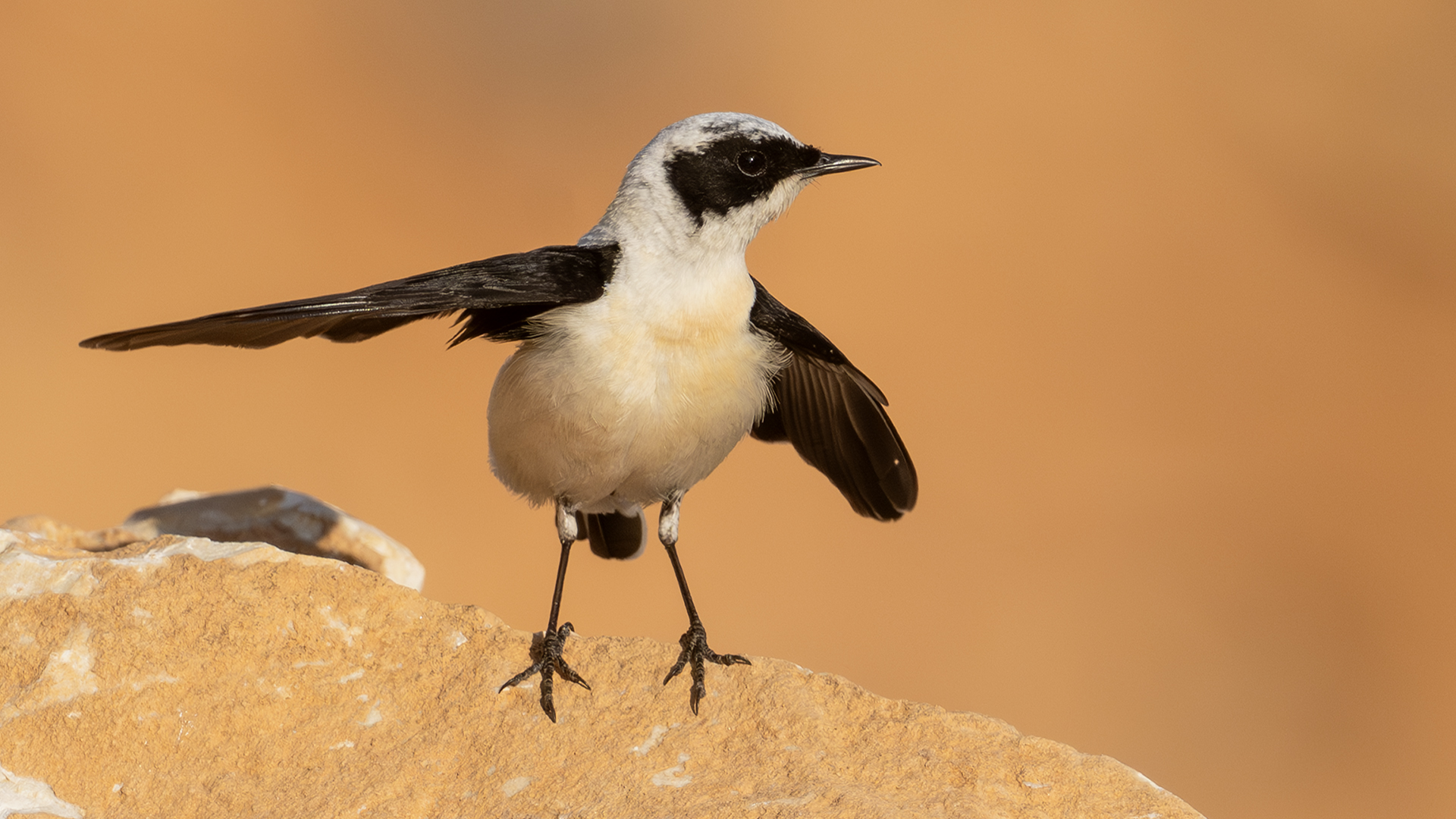 Black-eared Wheatear